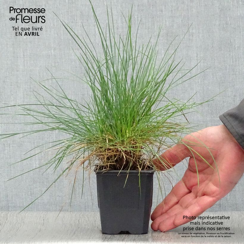 Festuca glauca Elijah Blue - Festuca blu Vasetto da 8/9 cm esemplare consegnato in primavera