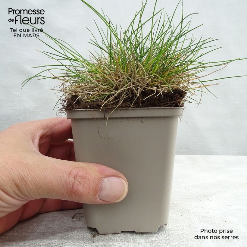 Example of Festuca ovina var. glauca Vasetto da 8/9 cm as you get in printemps