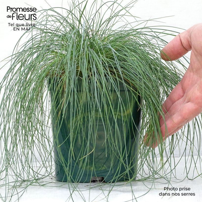 Example of Festuca ovina var. glauca Vaso da 2L/3L as you get in printemps