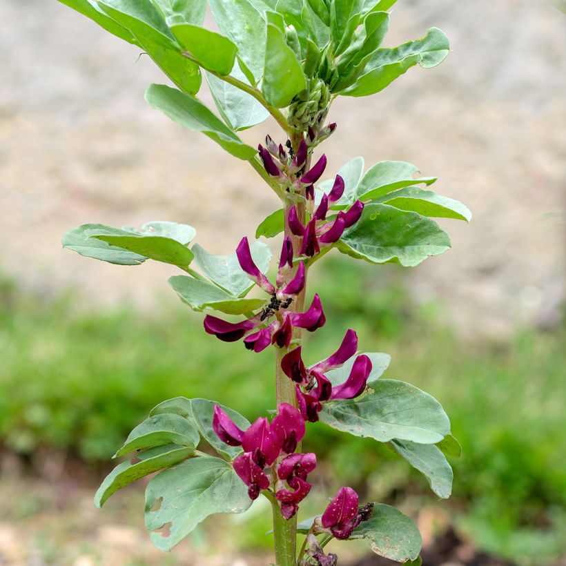 Fava Crimson Flowered (Flowering)