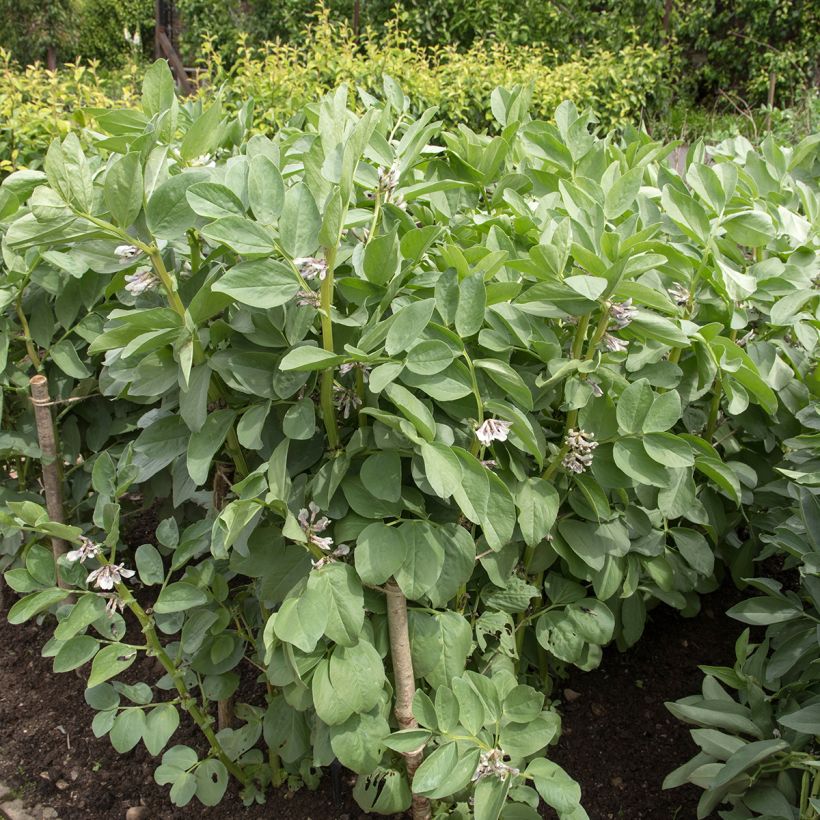 Fava Masterpiece Green Longpod (Porto)