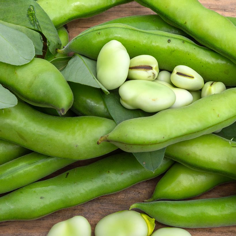 Fava Aguadulce a baccello molto longo BIO (Raccolta)