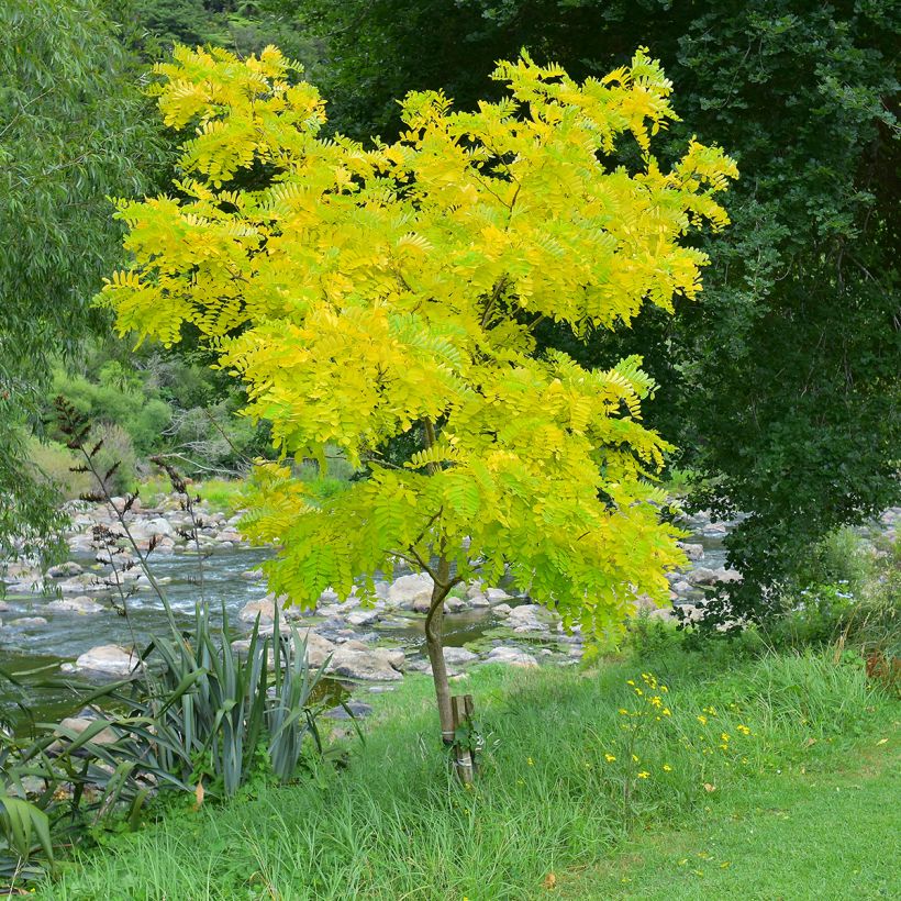 Gleditsia triacanthos f.inermis Sunburst (Porto)