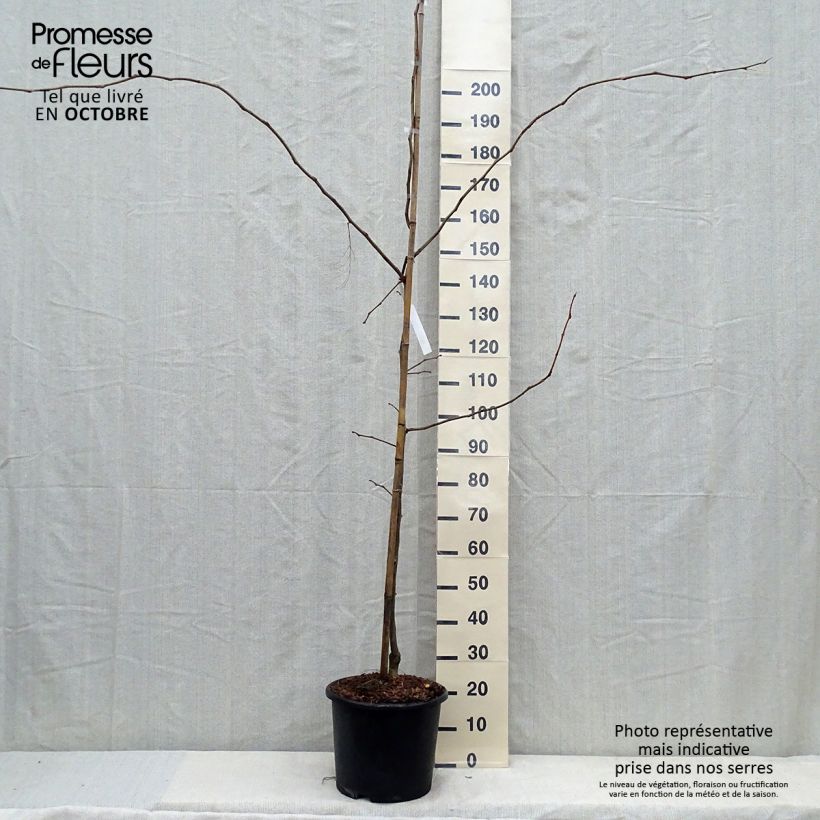 Esemplare di Gleditsia triacanthos f.inermis Sunburst Vaso da 7,5L/10L, Astone alto come consegnato in autunno