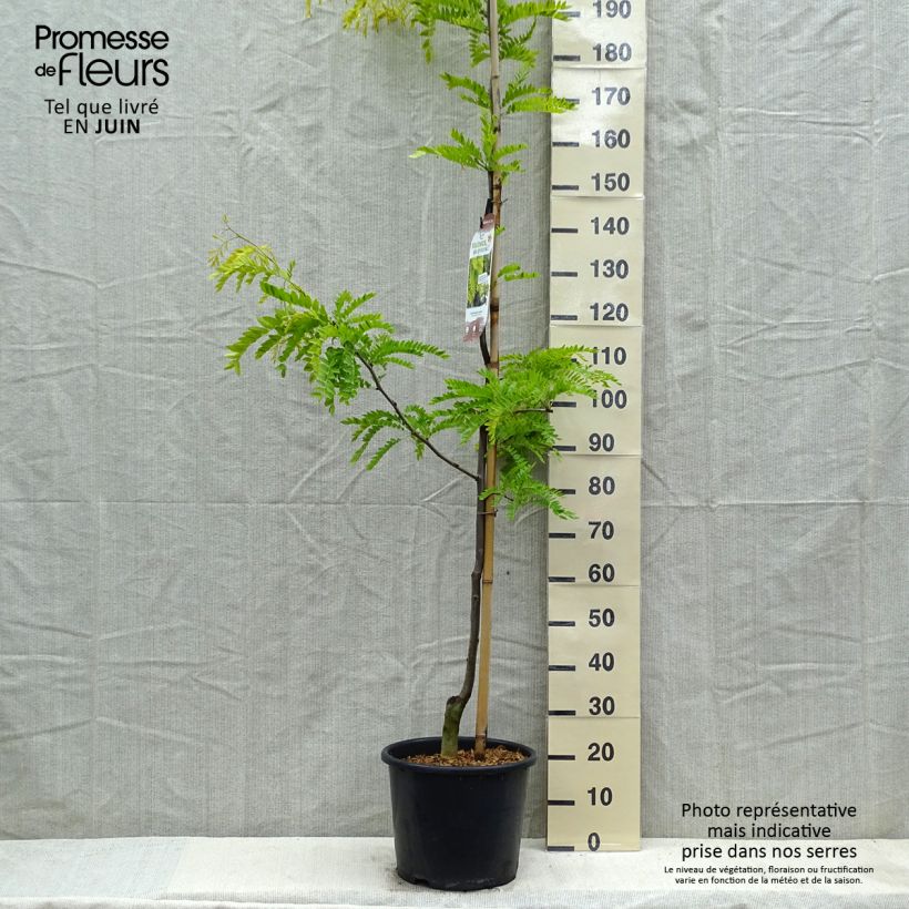 Gleditsia triacanthos f.inermis Sunburst Vaso da 7,5L/10L, Astone alto esemplare consegnato in primavera