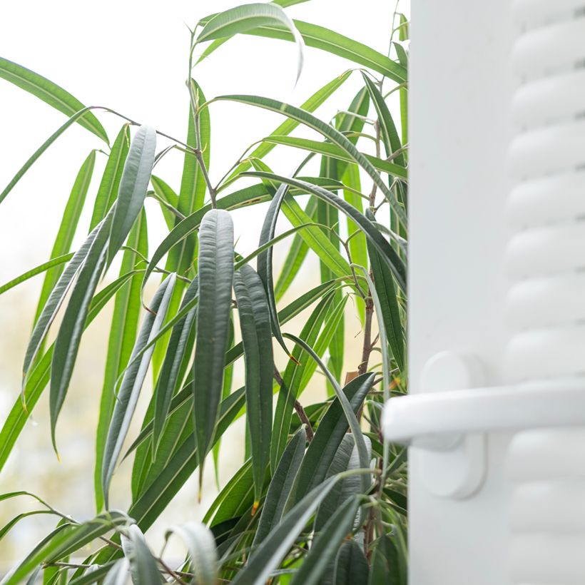 Ficus Alii (Foliage)