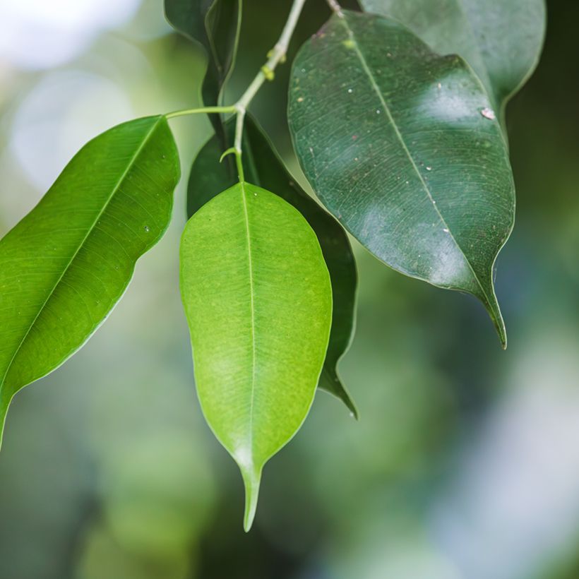 Ficus Exotica (Foliage)