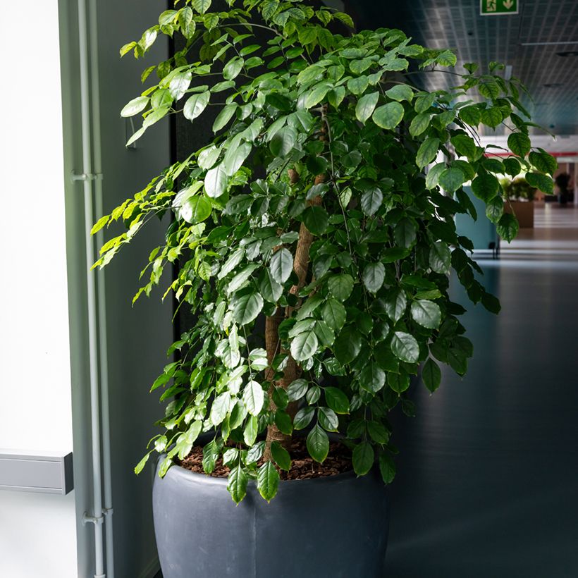 Ficus Exotica (Plant habit)