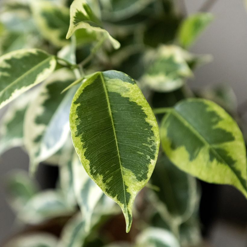 Ficus Golden King - Ficus benjamina (Fogliame)