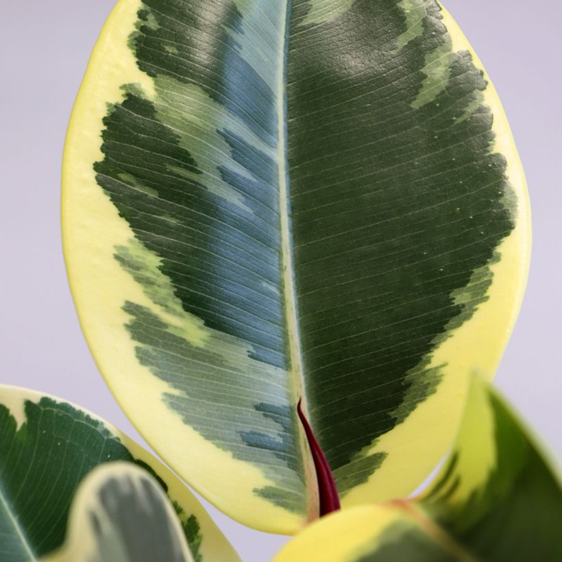 Ficus Tineke  (Fogliame)