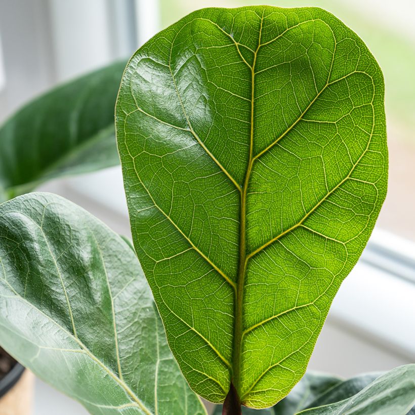 Ficus lyrata (Fogliame)