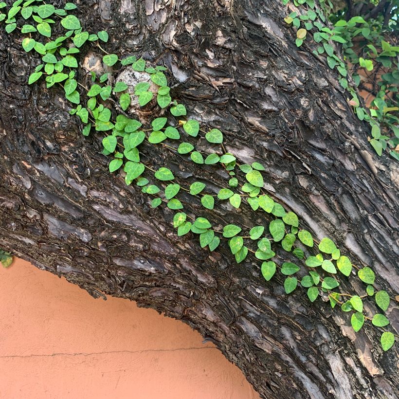 Ficus pumila Arina - Fico rampicante (Porto)