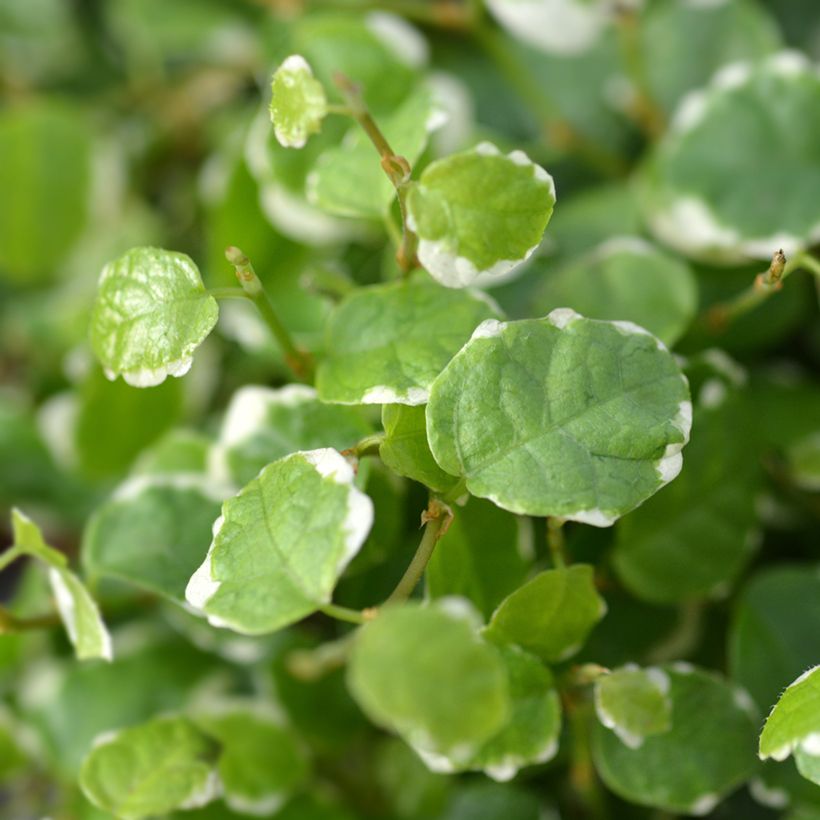 Ficus pumila Bellus - Fico rampicanteché (Fogliame)
