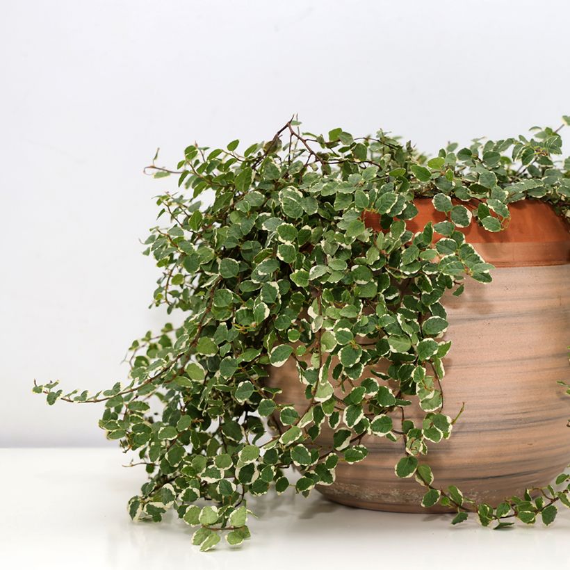 Ficus pumila Bellus - Fico rampicanteché (Porto)