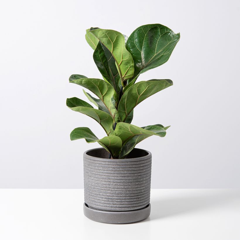 Ficus lyrata Tibaco Bambino (Porto)