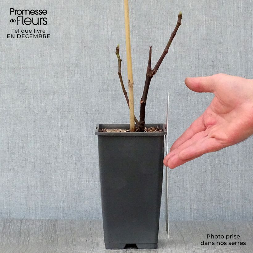 Fico Brown Turkey Vaso da 1,5L/2L esemplare consegnato in inverno