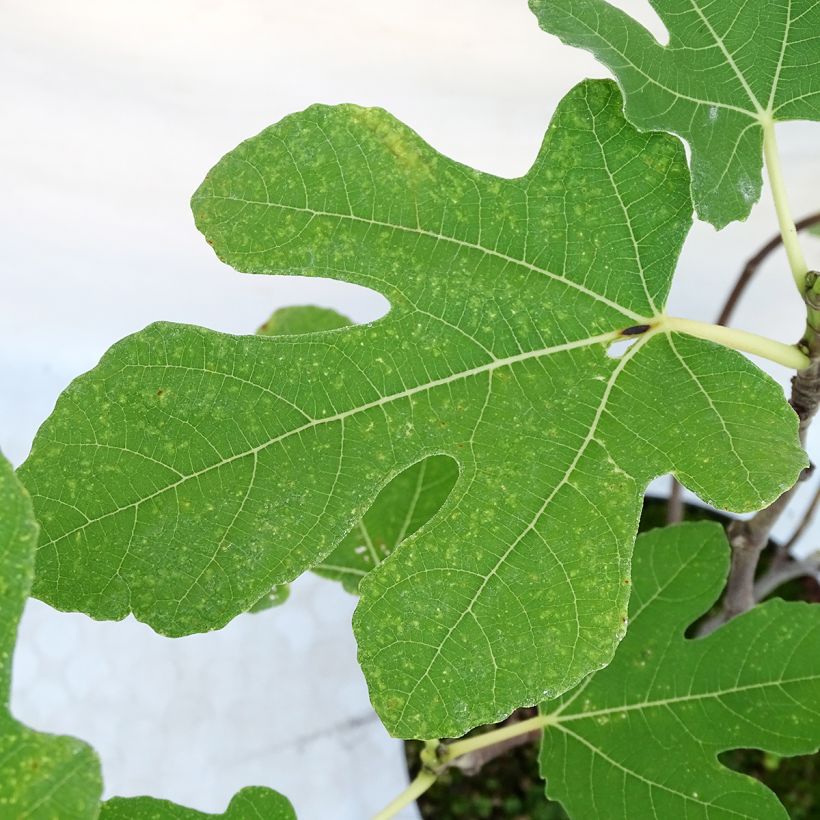 Fico Portogallo (Fogliame)