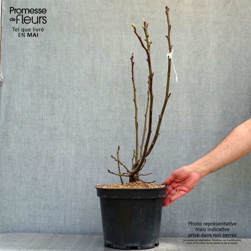 Example of Fico Ice crystal Vaso da 4L/5L, A cespuglio as you get in printemps