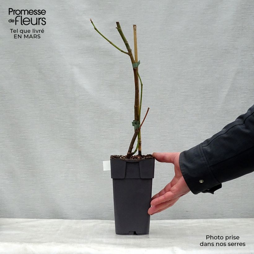 Example of Fico Madeleine des Deux saisons Vaso da 2L/3L, Astone as you get in printemps