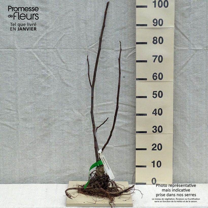 Fico Noire de Caromb Bio Piante piccole a radice nuda esemplare consegnato in inverno