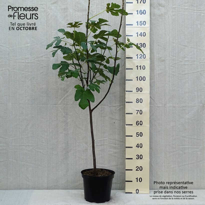 Esemplare di Fico variegato Panascè Vaso da 4L/5L, Vaso impalcato basso come consegnato in autunno