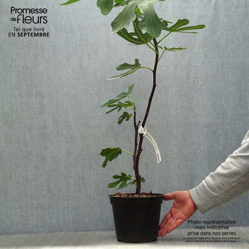 Esemplare di Fico variegato Panascè Vaso da 2L/3L, A cespuglio come consegnato in autunno