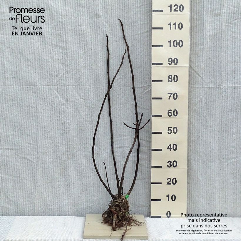 Fico Rouge de Bordeaux Bio Piante piccole a radice nuda esemplare consegnato in inverno