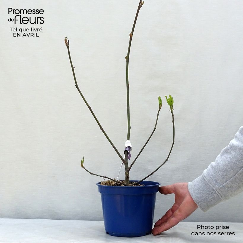 Example of Fico Figality 'Majoam' Vaso da 2L/3L, A cespuglio as you get in printemps