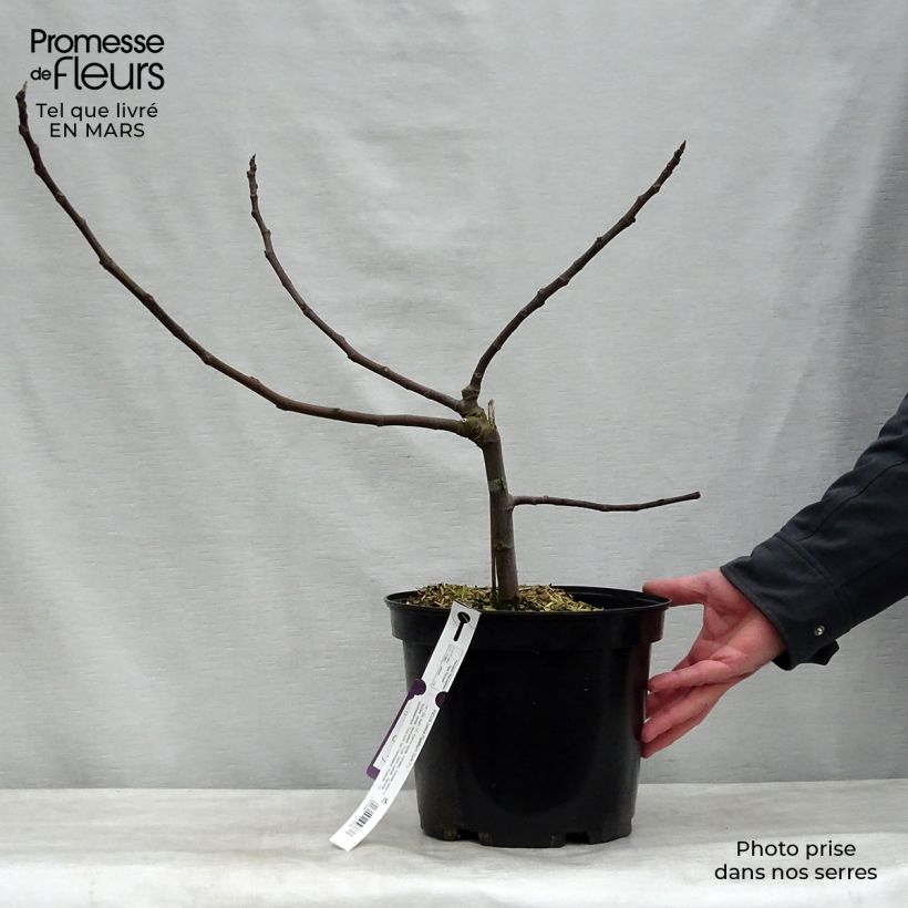 Example of Fico Figality 'Majoam' Vaso da 7,5L/10L, A cespuglio as you get in printemps