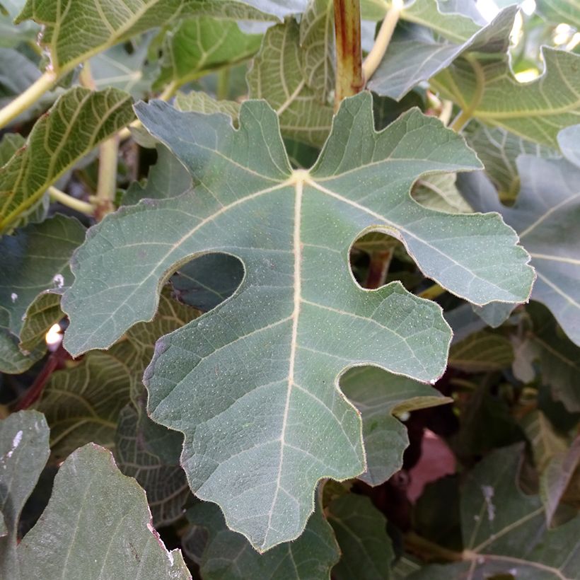 Fico Violette Dauphine (cespuglio) (Foliage)