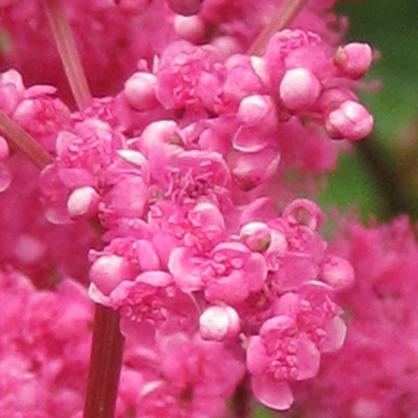Filipendula purpurea (Fioritura)