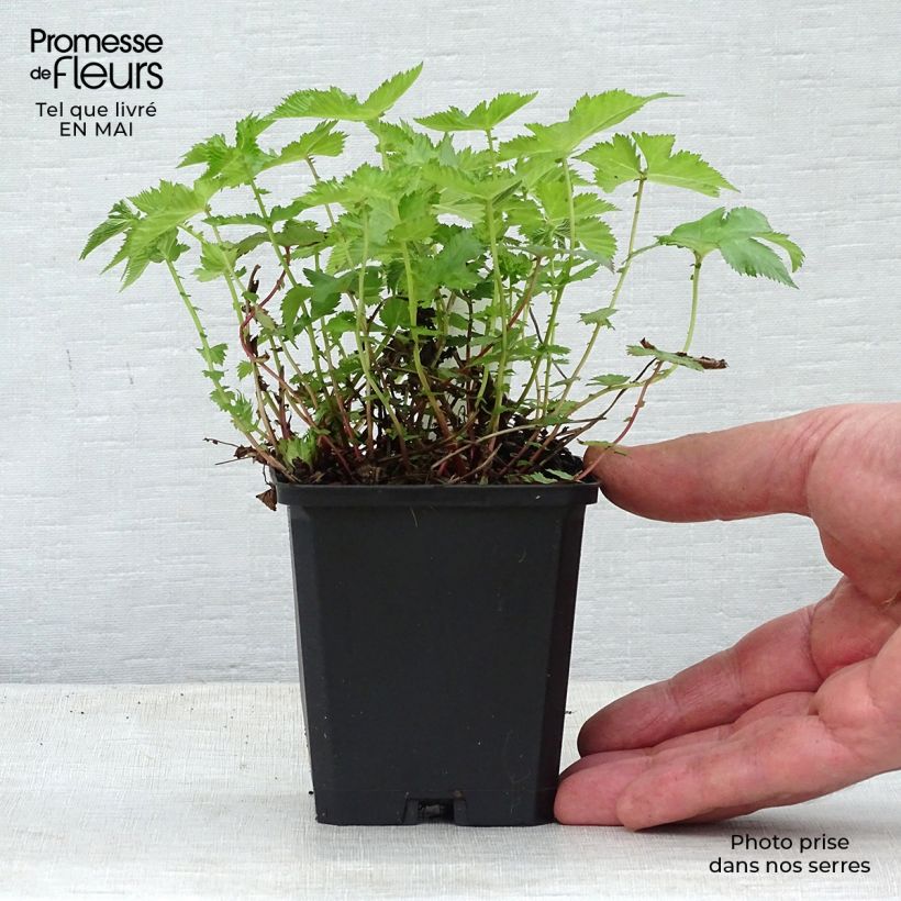 Example of Filipendula palmata Nana Vasetto da 8/9 cm as you get in printemps