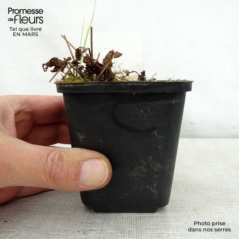 Example of Filipendula purpurea Alba Vasetto da 8/9 cm as you get in printemps