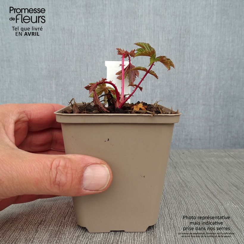 Filipendula purpurea Elegans Vasetto da 8/9 cm esemplare consegnato in primavera