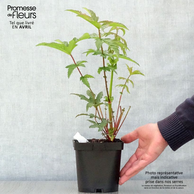 Example of Filipendula rubra Venusta Vaso da 2L/3L as you get in printemps