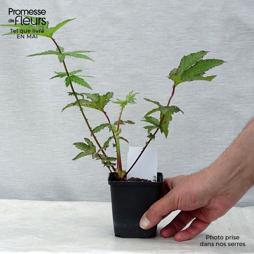Example of Filipendula rubra Venusta Vasetto da 8/9 cm as you get in printemps