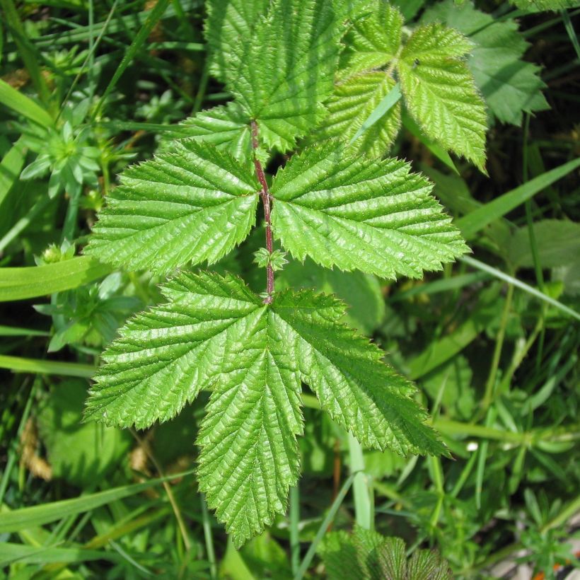Filipendula ulmaria - Olmaria comune (Foliage)