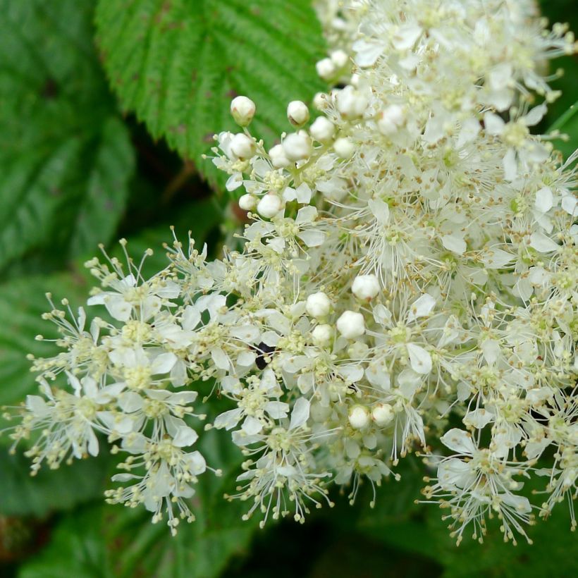 Filipendula ulmaria - Olmaria comune (Flowering)