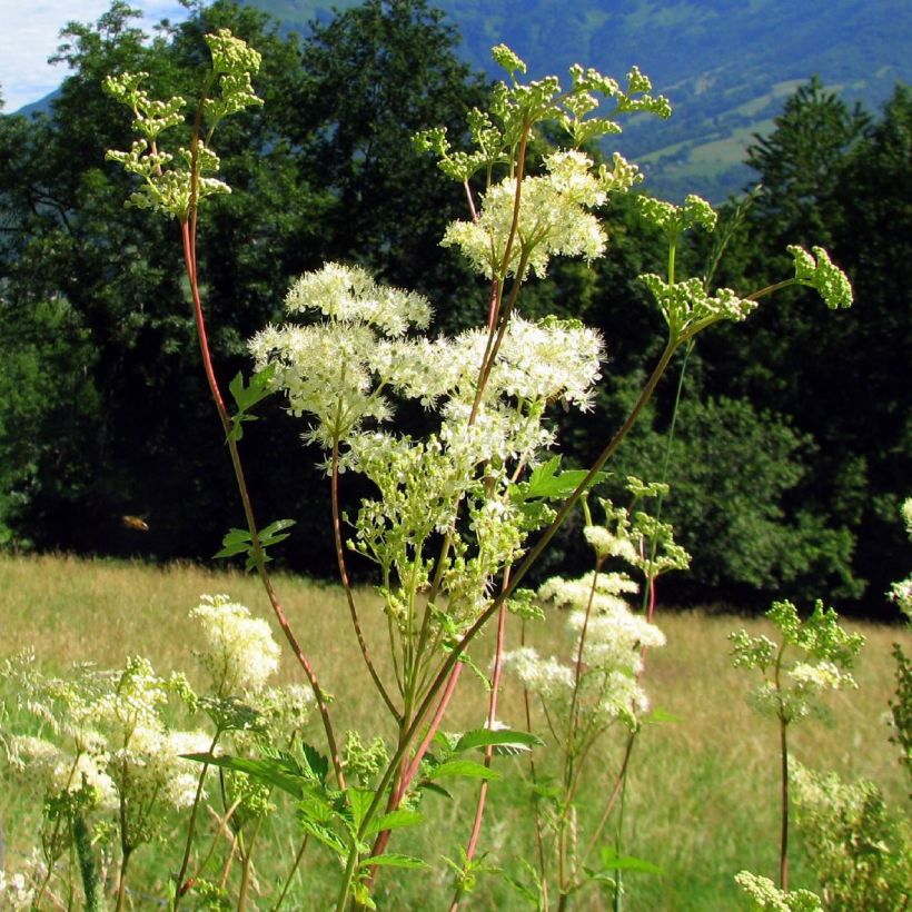 Filipendula ulmaria - Olmaria comune (Plant habit)