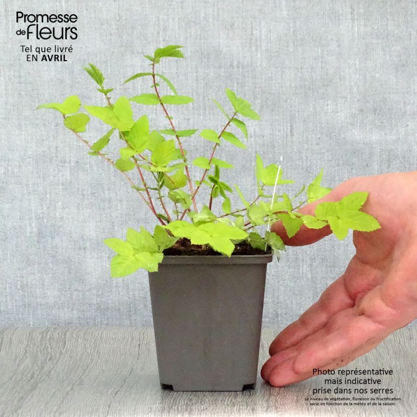 Filipendula ulmaria Aurea Vasetto da 8/9 cm esemplare consegnato in primavera