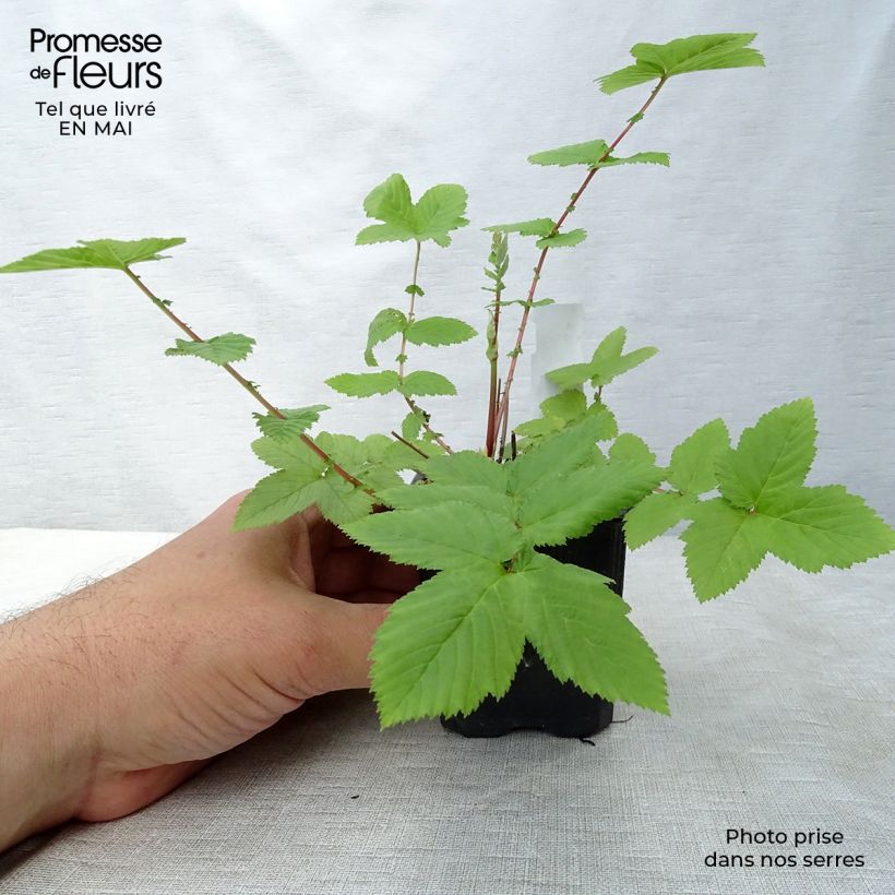 Filipendula ulmaria Plena Vasetto da 8/9 cm esemplare consegnato in primavera