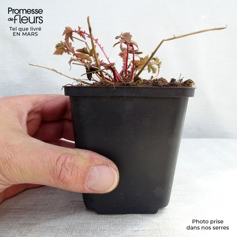 Example of Filipendula ulmaria - Olmaria comune Vasetto da 8/9 cm as you get in printemps