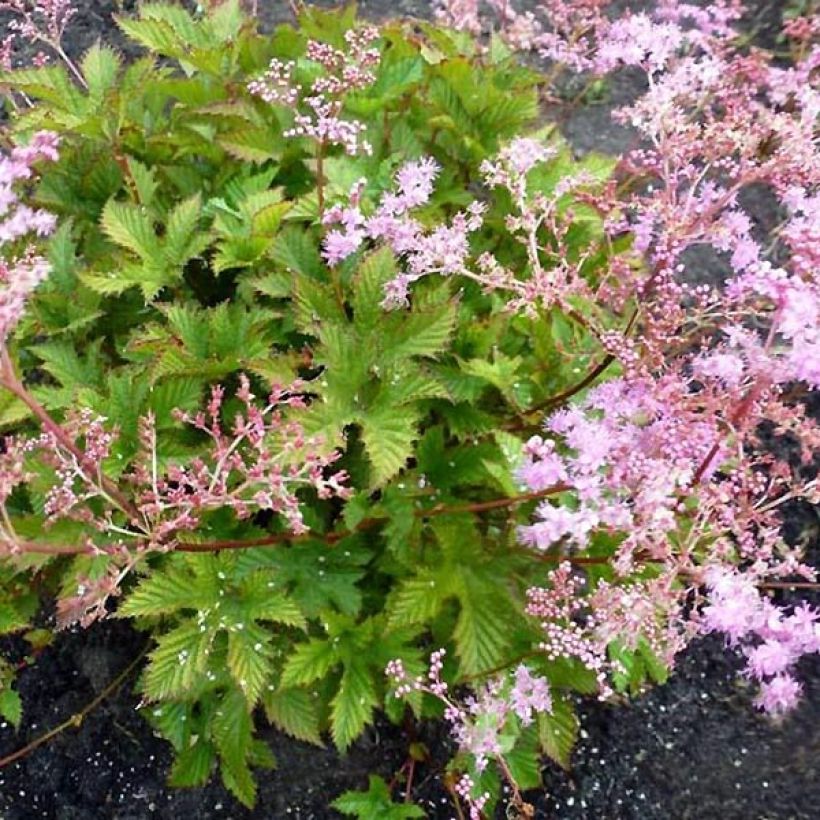 Filipendula ulmaria Rosea (Porto)
