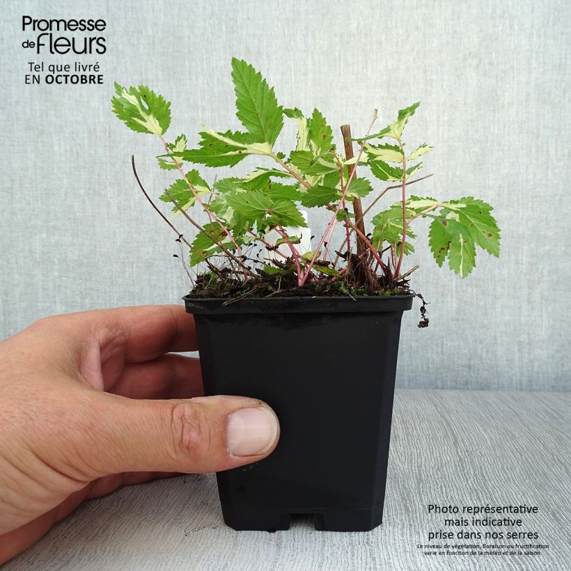 Esemplare di Filipendula ulmaria Variegata Vasetto da 8/9 cm come consegnato in autunno