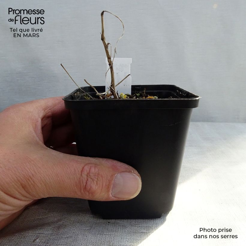 Example of Filipendula ulmaria Variegata Vasetto da 8/9 cm as you get in printemps