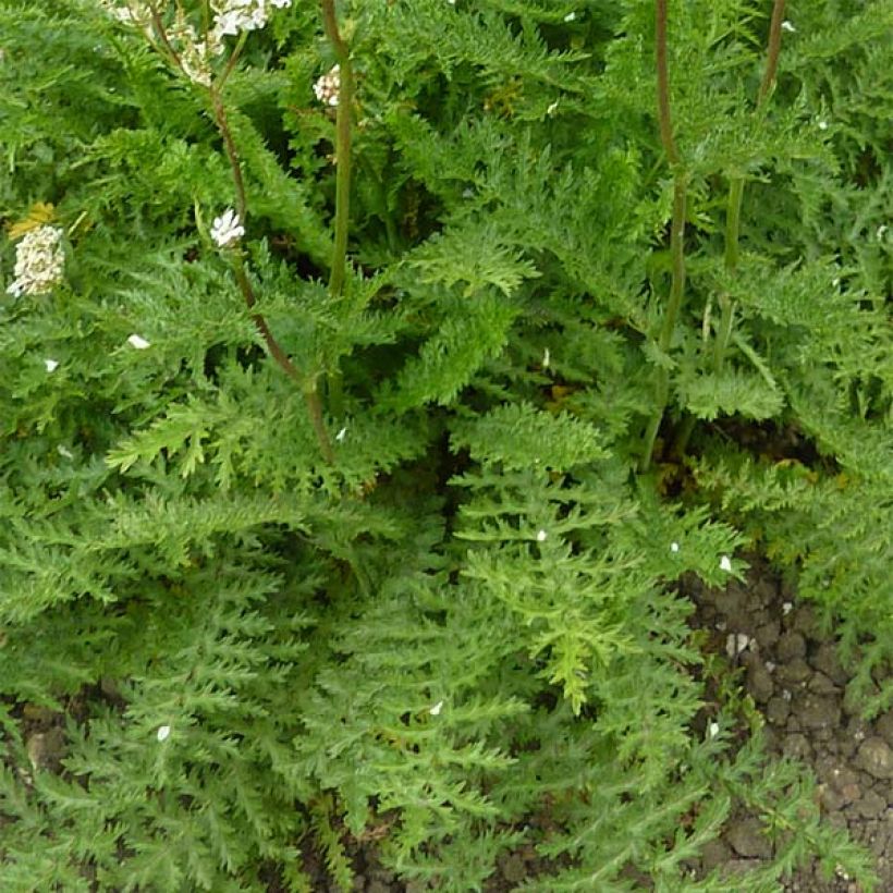 Filipendula vulgaris - Olmaria peperina (Foliage)