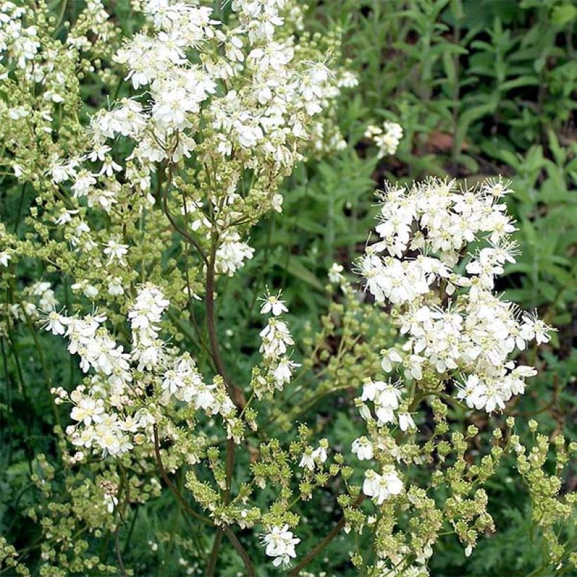 Filipendula vulgaris - Olmaria peperina (Flowering)