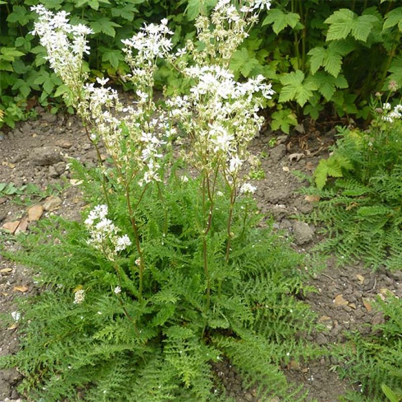Filipendula vulgaris - Olmaria peperina (Plant habit)