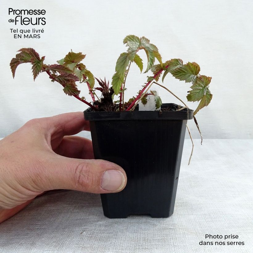 Example of Filipendula vulgaris - Olmaria peperina Vasetto da 8/9 cm as you get in printemps