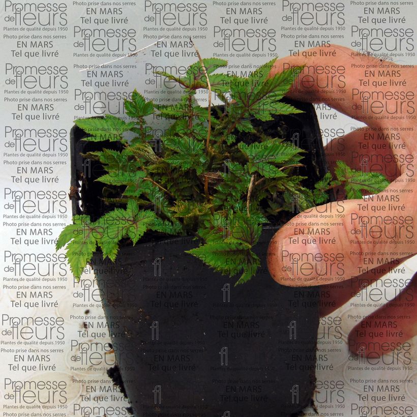 Esempio di esemplare Filipendula Red Umbrellas - Olmaria Vasetto da 8/9 cm come consegnato